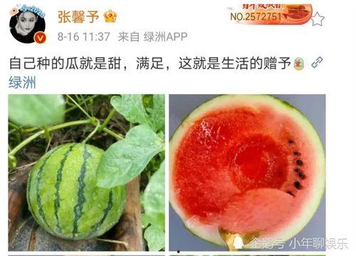 娱乐圈吃瓜哪里好吃